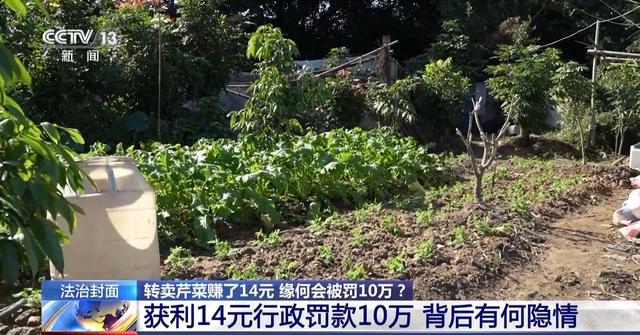 法治在线丨转卖芹菜赚14元被罚10万 这样的处罚合理吗？